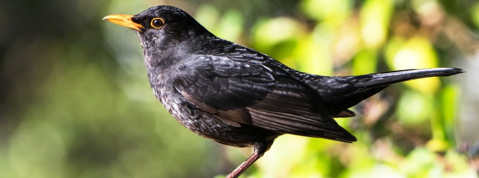 Tag der Amsel: so beeindruckend ist der Singvogel