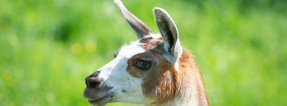Lama Wanderung im Pfälzer Wald