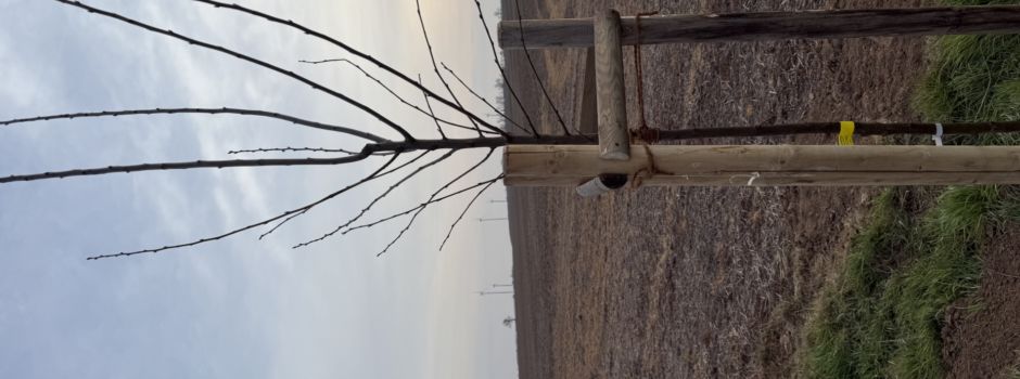 Neue Obstbäume für den Hasenwinkel