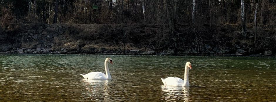 Vogelgrippe erreicht Augsburg – was ihr jetzt wissen müsst 2025
