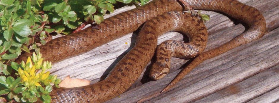 Wie gefährlich sind die Schlangen in der Region?