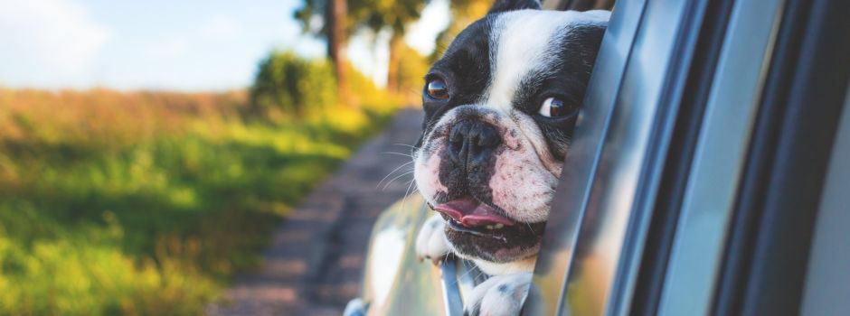 2x5 typische Momente aus dem Leben der Augsburger Hunde