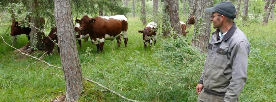 Warum ihr im Stadtwald Augsburg ab sofort auf Rinder treffen könnt