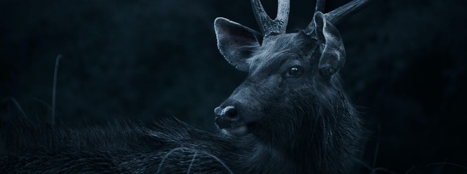 Polizei warnt vor Wildunfällen