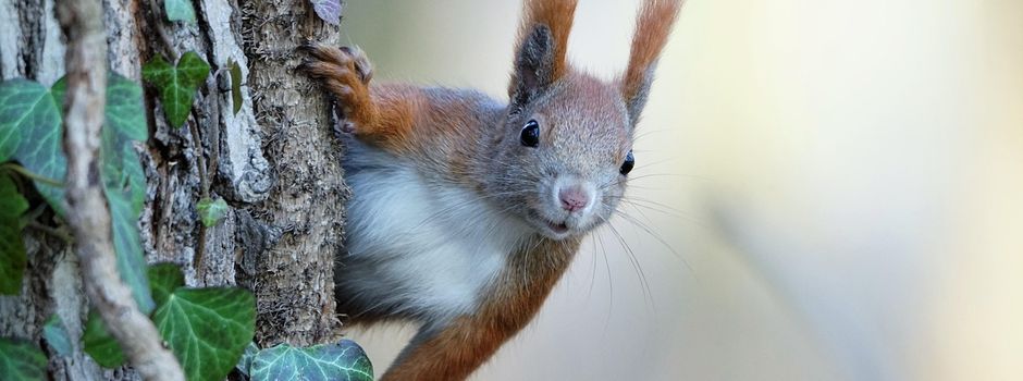 Umweltdetektive im Müritz-Nationalpark ermitteln wieder
