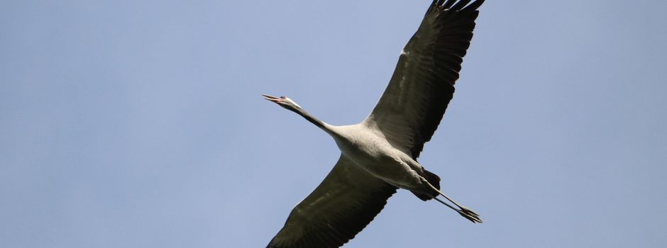 Kranich-Einsatz in Rehlingen-Siersburg – Gemeinde klärt über Ablauf auf und wehrt sich gegen falsche Behauptungen