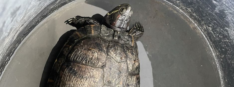 Autofahrer rettet Schildkröte auf B420: Tier in Mainzer Tierheim gebracht