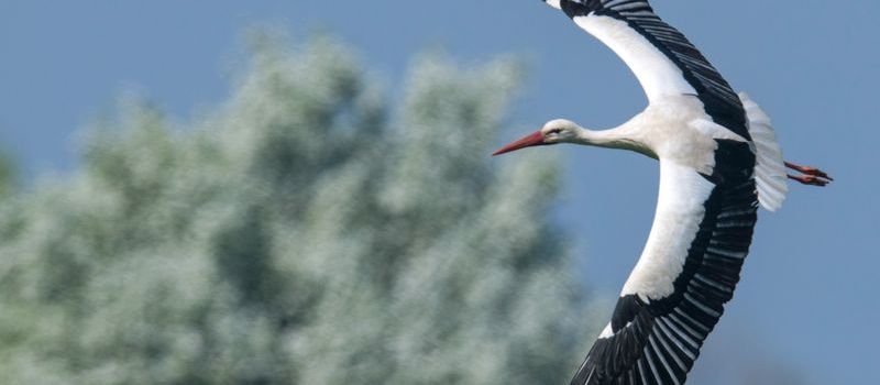 Immer mehr Störche kehren aus Winterquartier nach Rheinland-Pfalz zurück