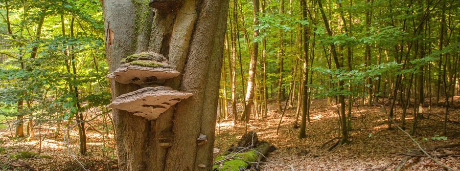 Wald erleben mit allen Sinnen