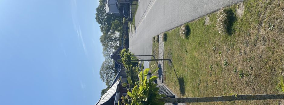 Gekappte Straßenbäume in der Sadelstelle