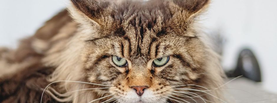 Kastrationsaktion für Katzen