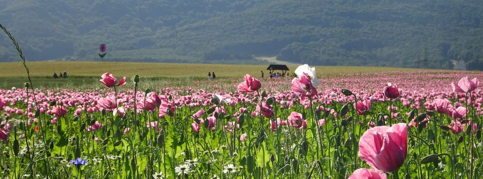 Gottesdienst zur Mohnblüte