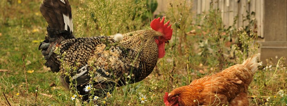 Stallpflicht für Geflügel endet