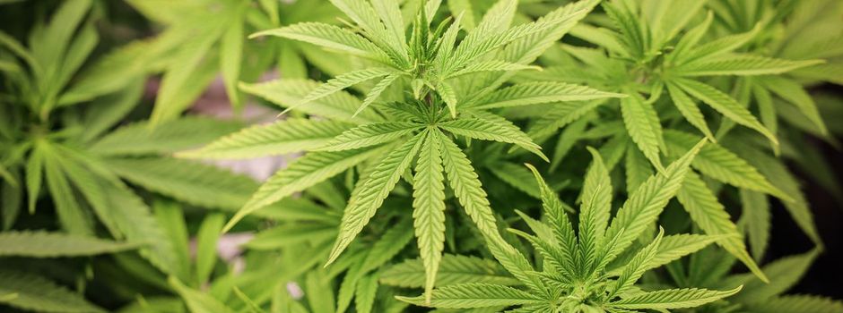 Rente, Cannabis, Getränkedeckel: Das ändert sich im Juli