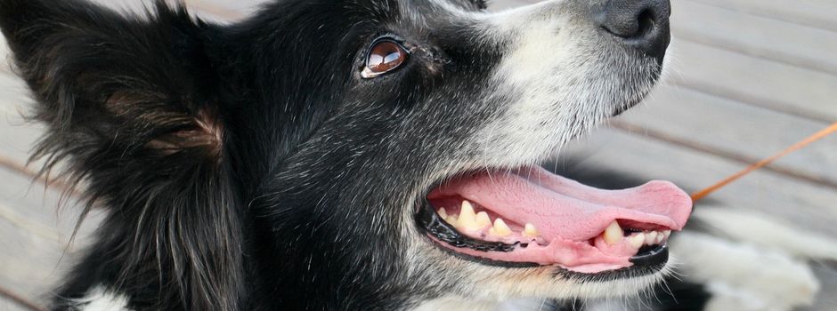 Haben Sie Ihren Hund zur Besteuerung angemeldet?