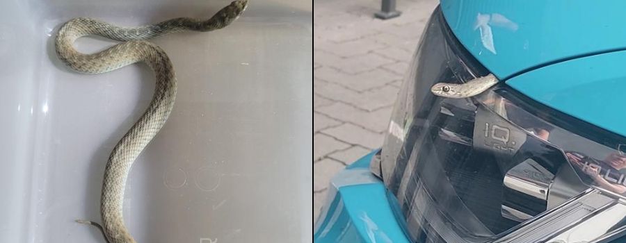 Schreck im Auto: Schlange fährt von Spanien nach Mainz mit