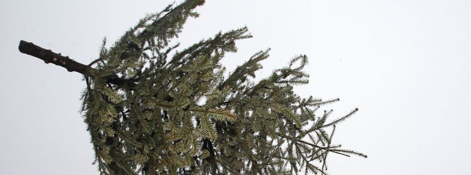 Abholung der Weihnachtsbäume