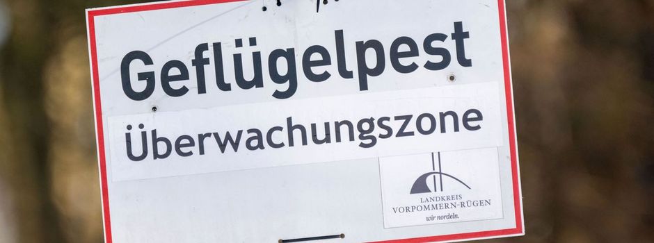 Vogelgrippe breitet sich aus – Wie gefährlich ist das?