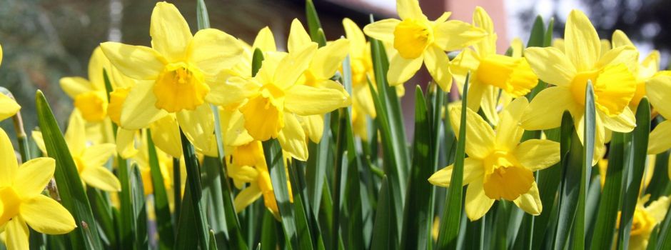 Sonntag, 30.3.25, 17 h - Dämmerschoppen