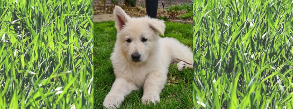 Neuer Rettungshund für DRK Alzey