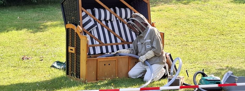 Kein Grund zu Panik: Hornissen-Rettung im Lubibad - für ein harmonisches Miteinander von Mensch und Hornisse!