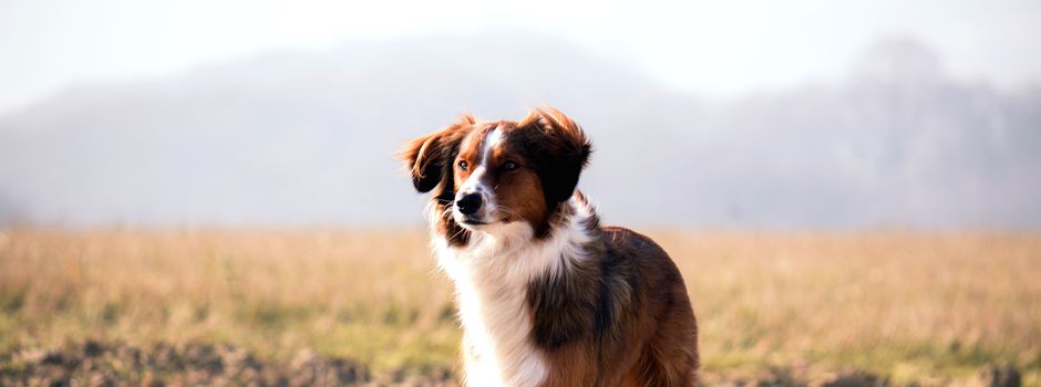 KI von Boehringer Ingelheim erkennt Herzerkrankungen bei Hunden