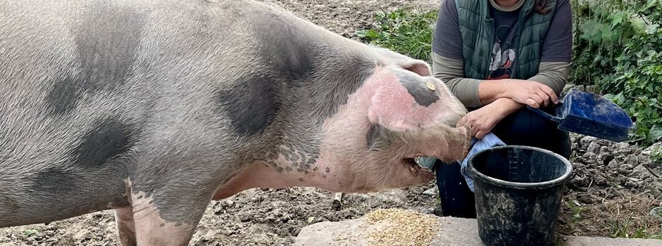 "Suche Paten für 
meine Schweine"