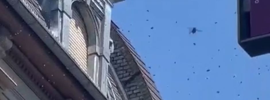 Bienen-Alarm in Wiesbaden: Das ist der Grund