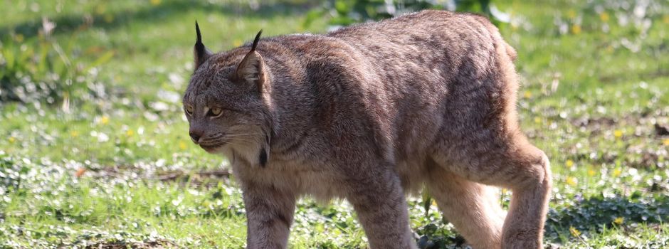 Großkatzen-Alarm bei Kalenborn: Jäger macht mysteriöses Foto – ist es ein Luchs?