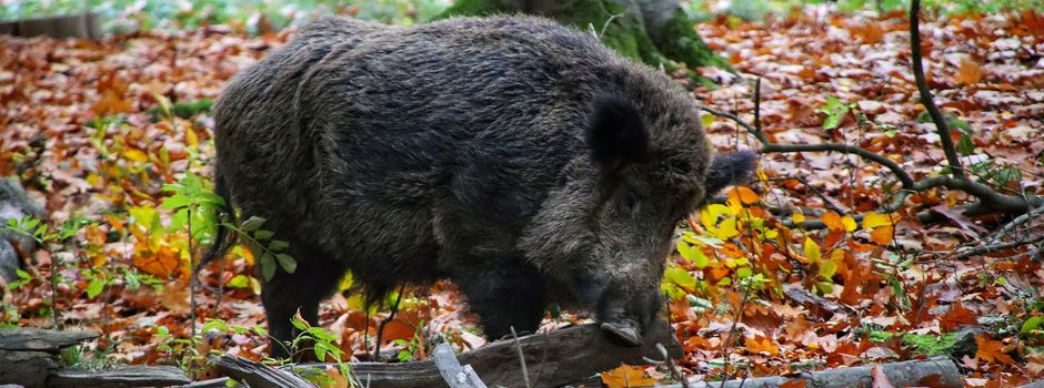Drückjagd im Gemeindewald