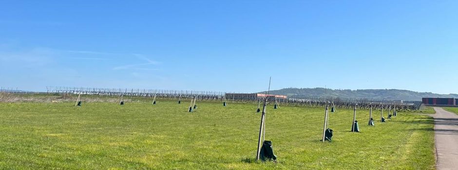 Die Ortsgemeinde Grolsheim wird immer grüner – und essbarer 🍏🌳.