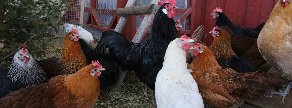 Gute Nachrichten für Geflügelhalter: 
Werra-Meißner-Kreis hebt Schutzmaßnahmen gegen Geflügelpest auf