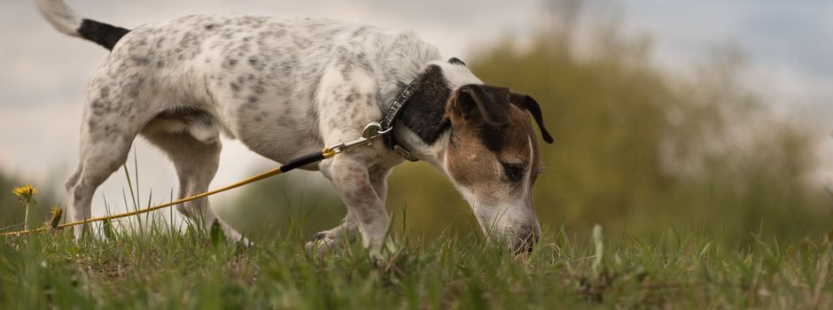 Giftköder in Soltau entdeckt