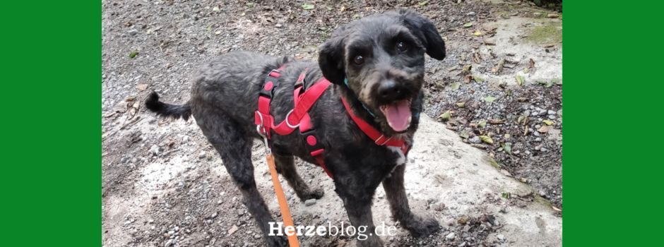 Tragischer Unfall: Angebundener Hund stirbt nach Unachtsamkeit