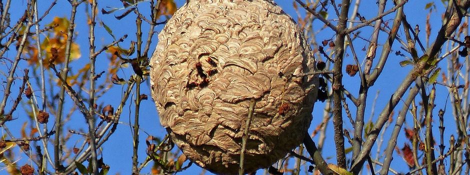 Gemeinsam gegen die Asiatische Hornisse