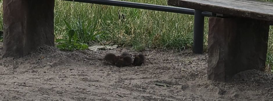 Gibt es ein Rattenproblem am Frauenlobplatz?