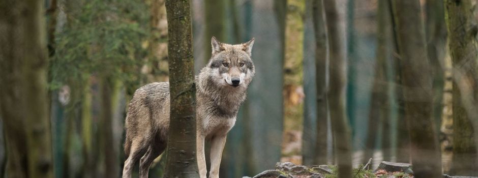 EU-Parlament macht Weg für mehr Wolf-Abschüsse frei