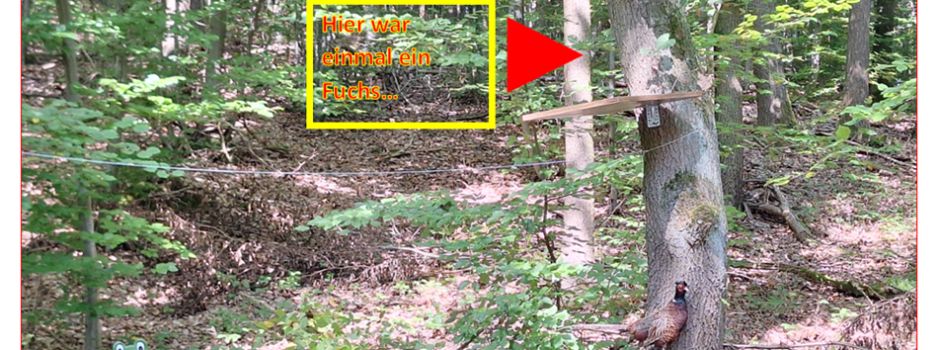 Fuchs ist gestohlen worden!