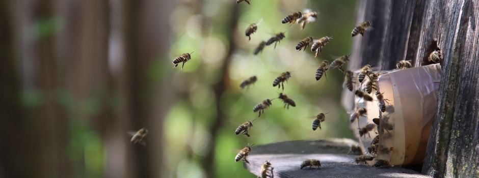 Meldepflicht für Bienenvölker ab 2026 bei der Tierseuchenkasse BW