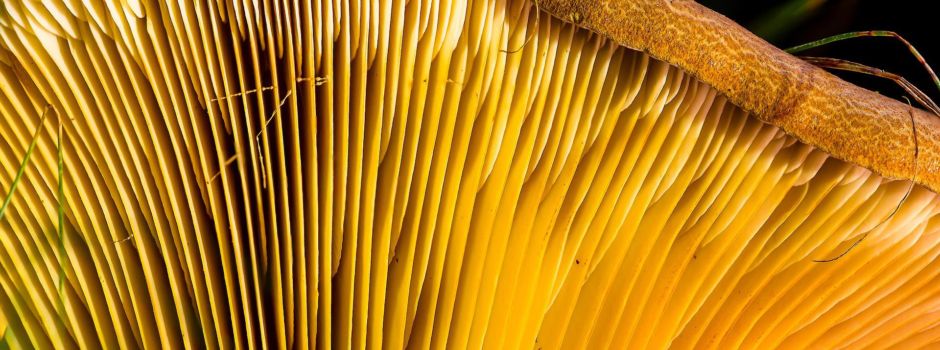 „Natur leicht gemacht“: Pilze des Spätsommers im Wald um Hof Möhr