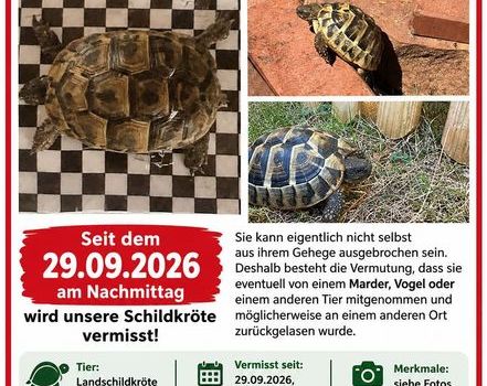 Wer kann helfen? Schildkröte gesucht!