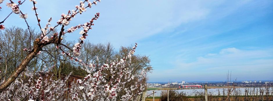 So warm wird es jetzt in Rheinhessen