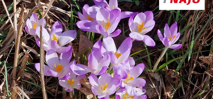 Frühblüher – die ersten Frühlingsboten