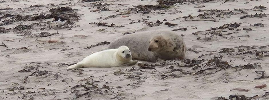 Besuch bei Kegelrobben auf Helgoland