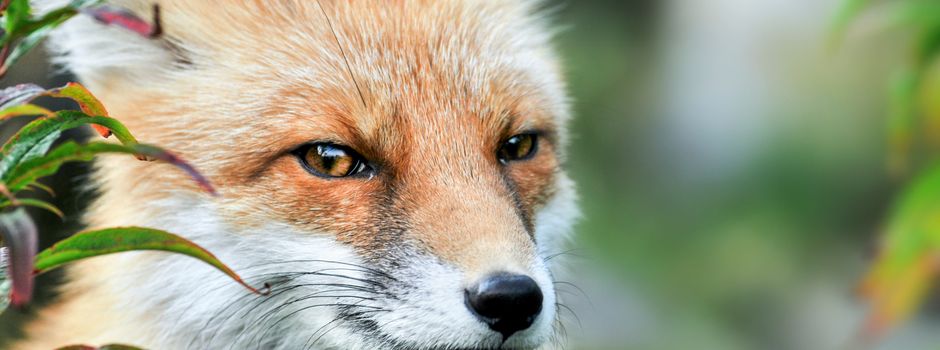 Einfangaktion der Füchse mit Räudeerkrankungsverdacht startet