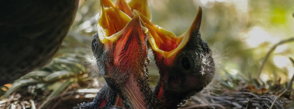 Brut- und Setzzeit
1. April bis zum 15. Juli 2026