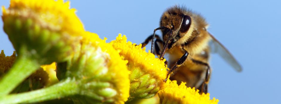 20.05.2021 ist Weltbienentag - Wir suchen das schönste Foto