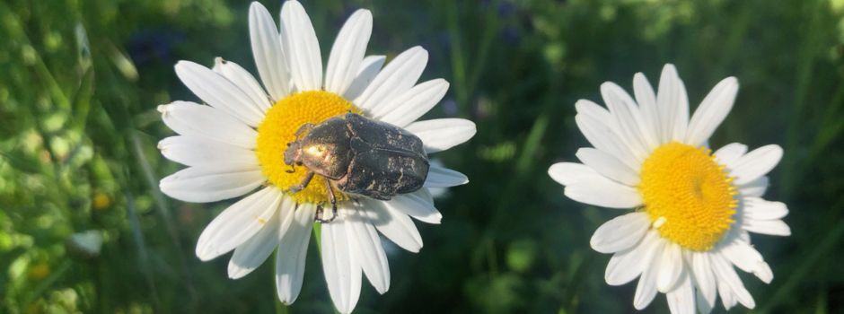 Senioren-Dependance Haus Neuberg zeigt MAIN.KINZIG.BLÜHT.NETZ Ausstellung.