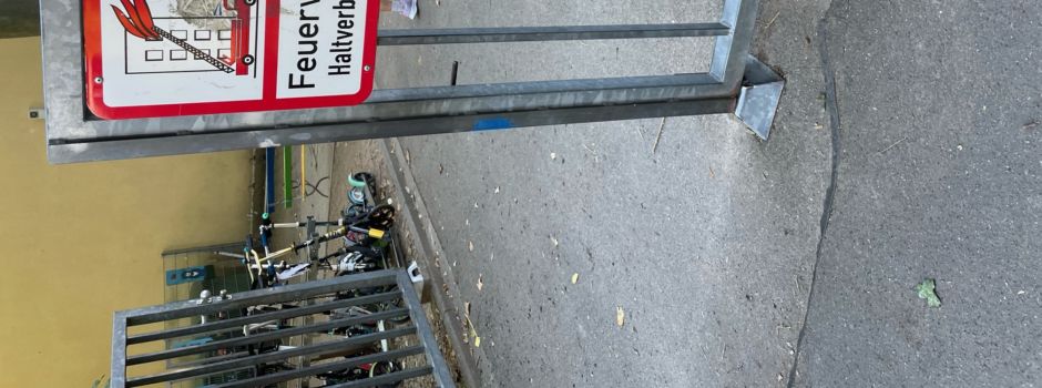 Eichhörnchen an Mainzer Grundschule: Wie man sich verhalten sollte