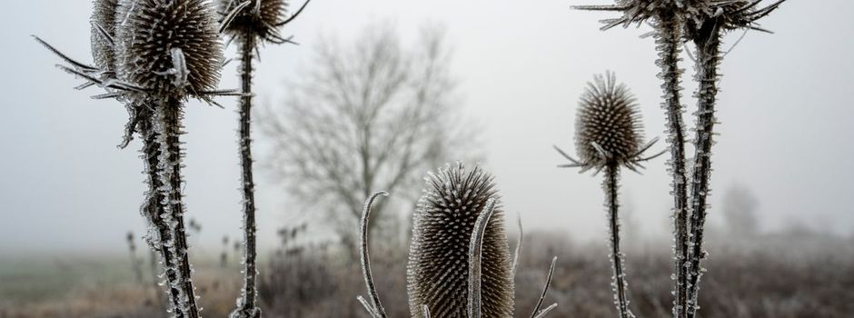 Weiße Weihnachten im Süden möglich - aber nur in der Höhe